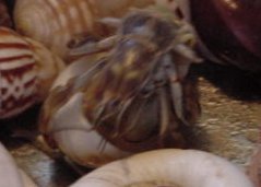 Jonah Measuring his shell.